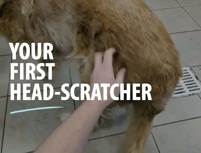 Your First Head-Scratcher Your First Head-Scratcher