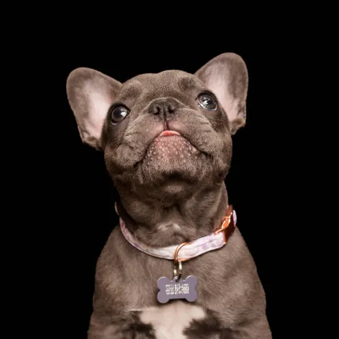 A photo of a French Bulldog puppy
