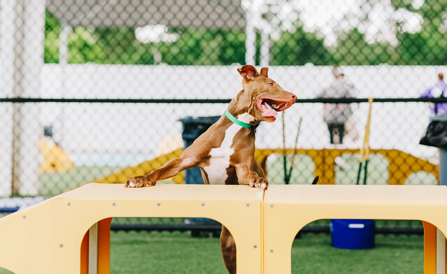 dog playing tongue out 