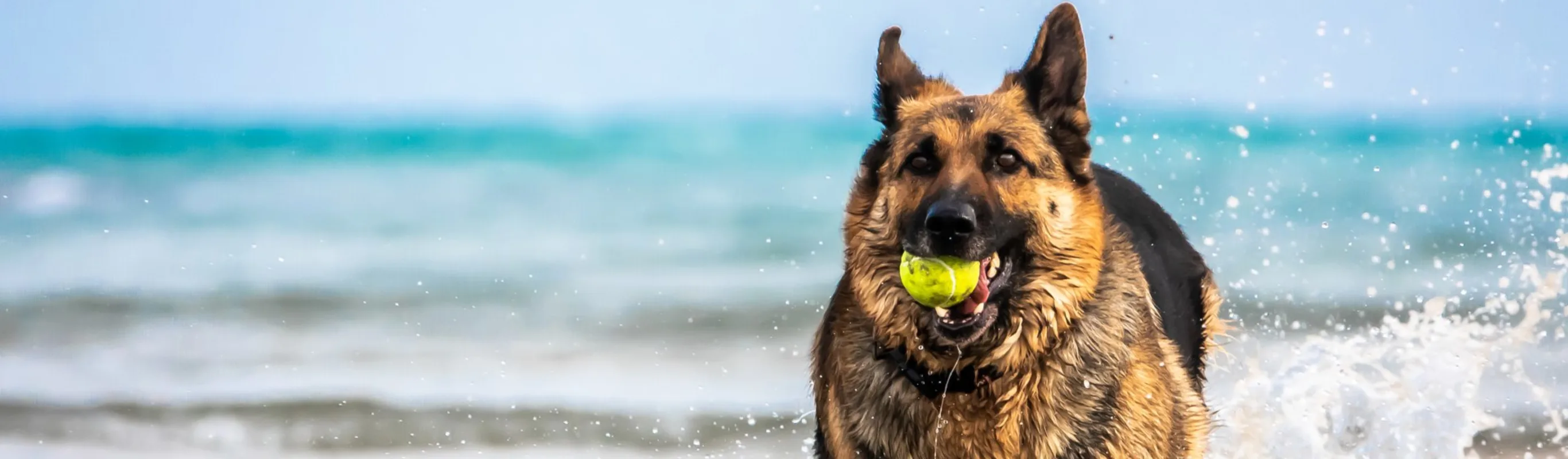 Dog on the beach with a ball in it's mouth. Dog on the beach with a ball in it's mouth.