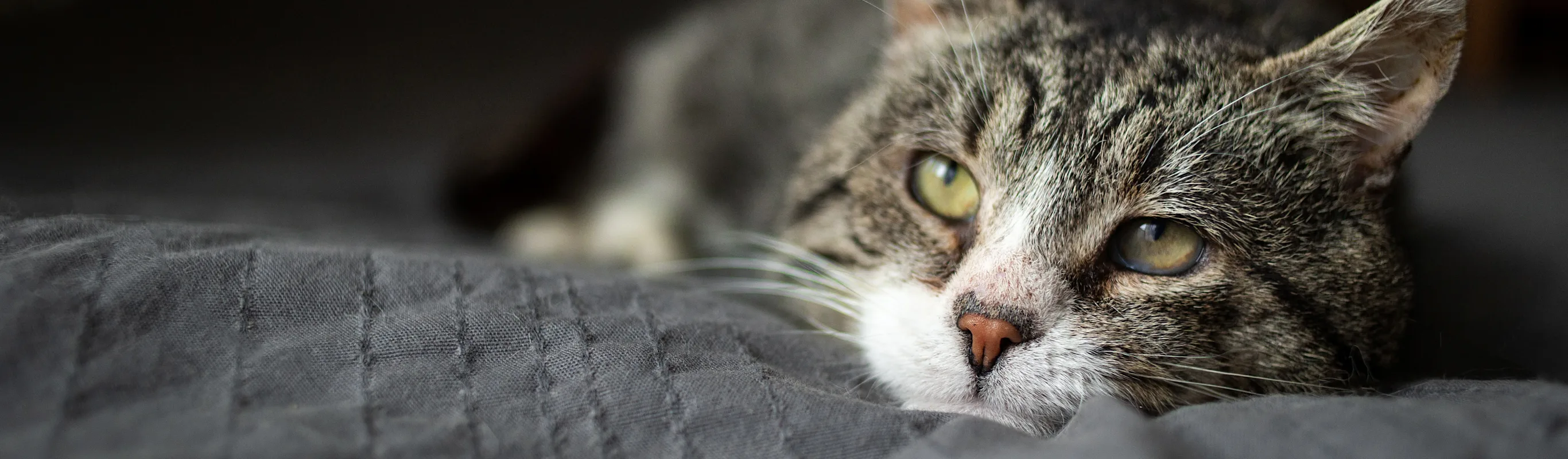 A cat sitting on a grey bed A cat sitting on a grey bed