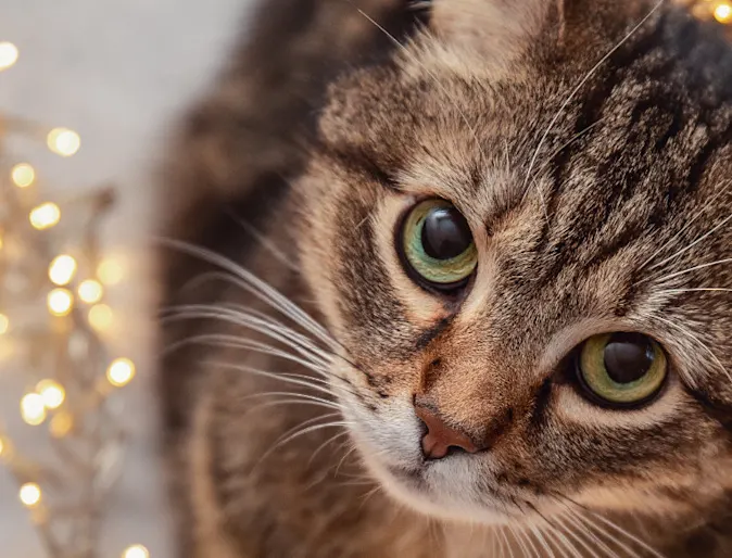 Brown cat looking up with lights over it Brown cat looking up with lights over it