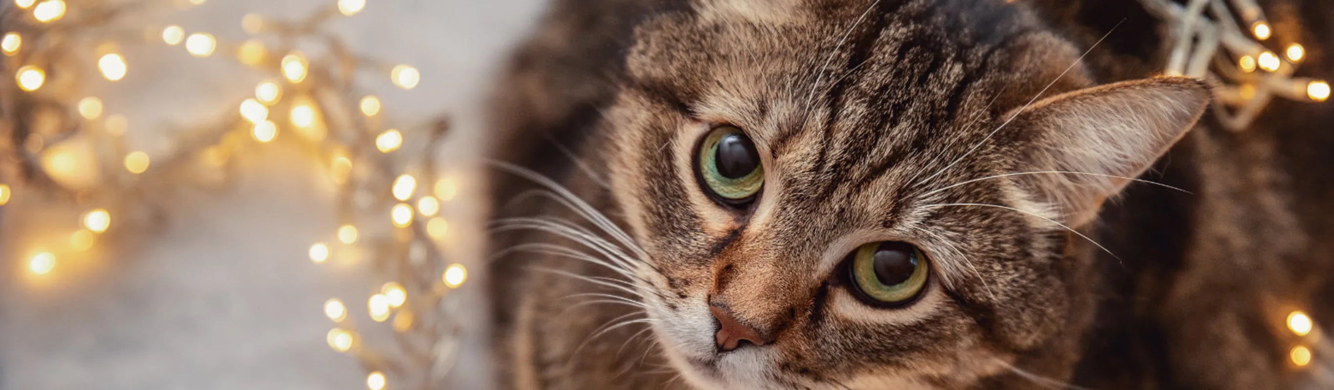 Brown cat looking up with lights over it Brown cat looking up with lights over it