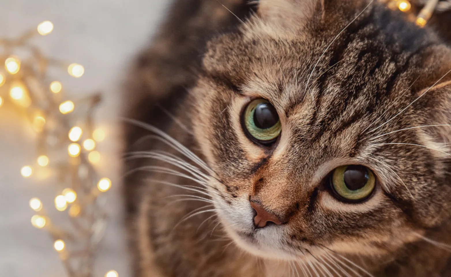 Brown cat looking up with lights over it Brown cat looking up with lights over it