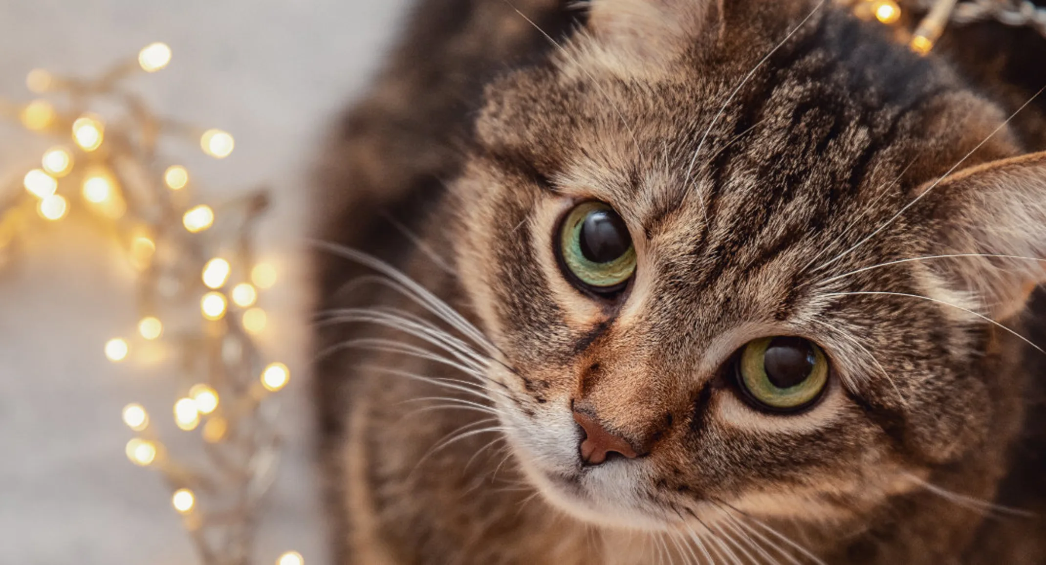 Brown cat looking up with lights over it Brown cat looking up with lights over it