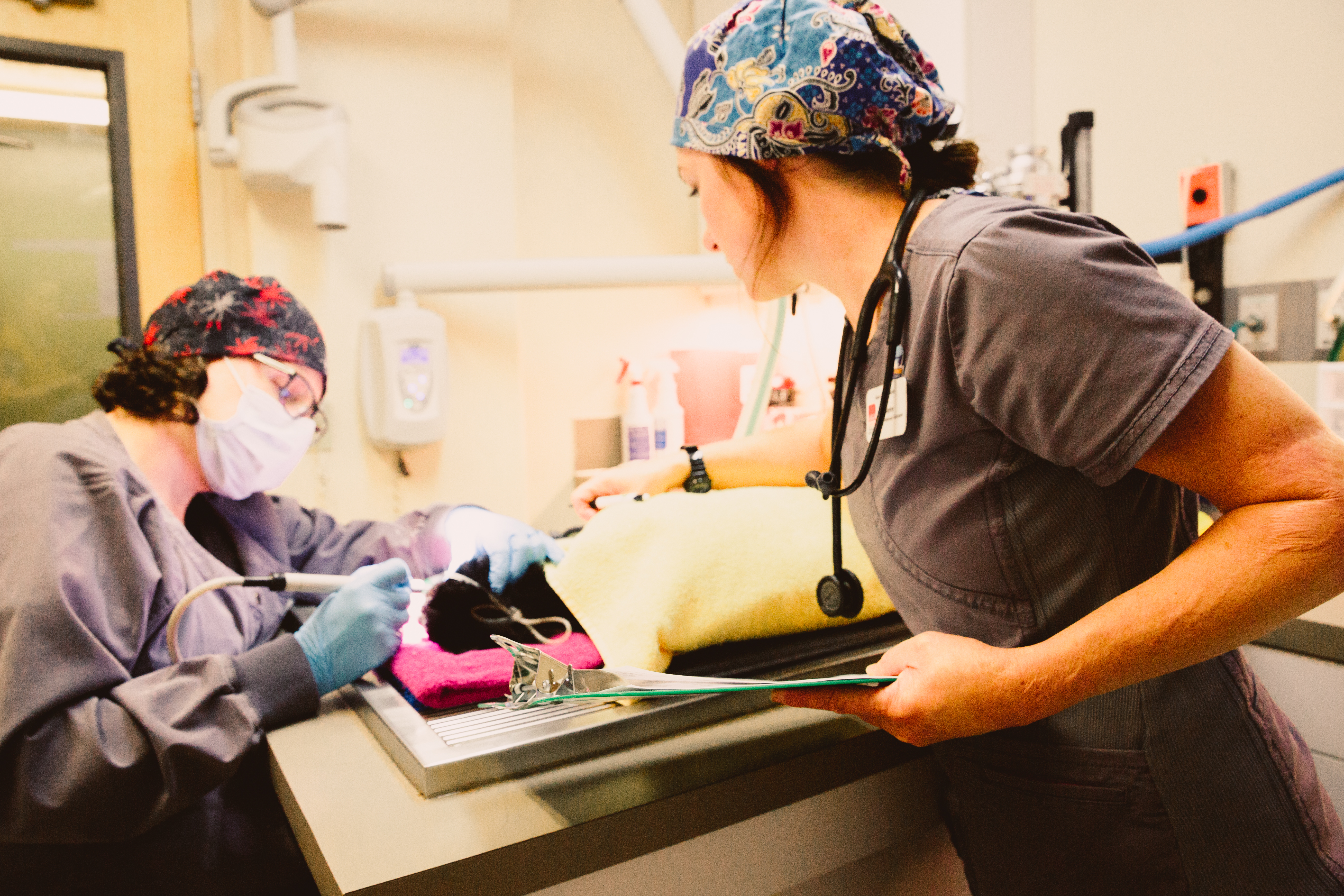 Staff performing dental cleaning