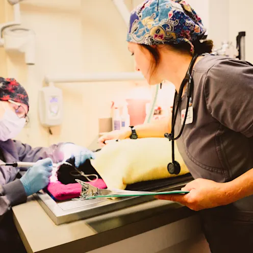Staff performing dental cleaning Staff performing dental cleaning