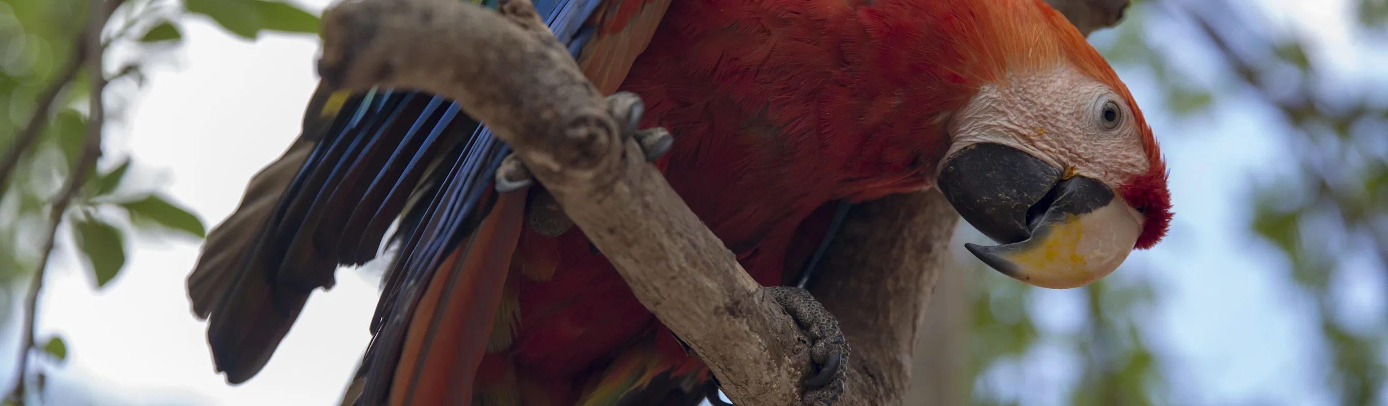 Parrot sitting on a branch and looking down