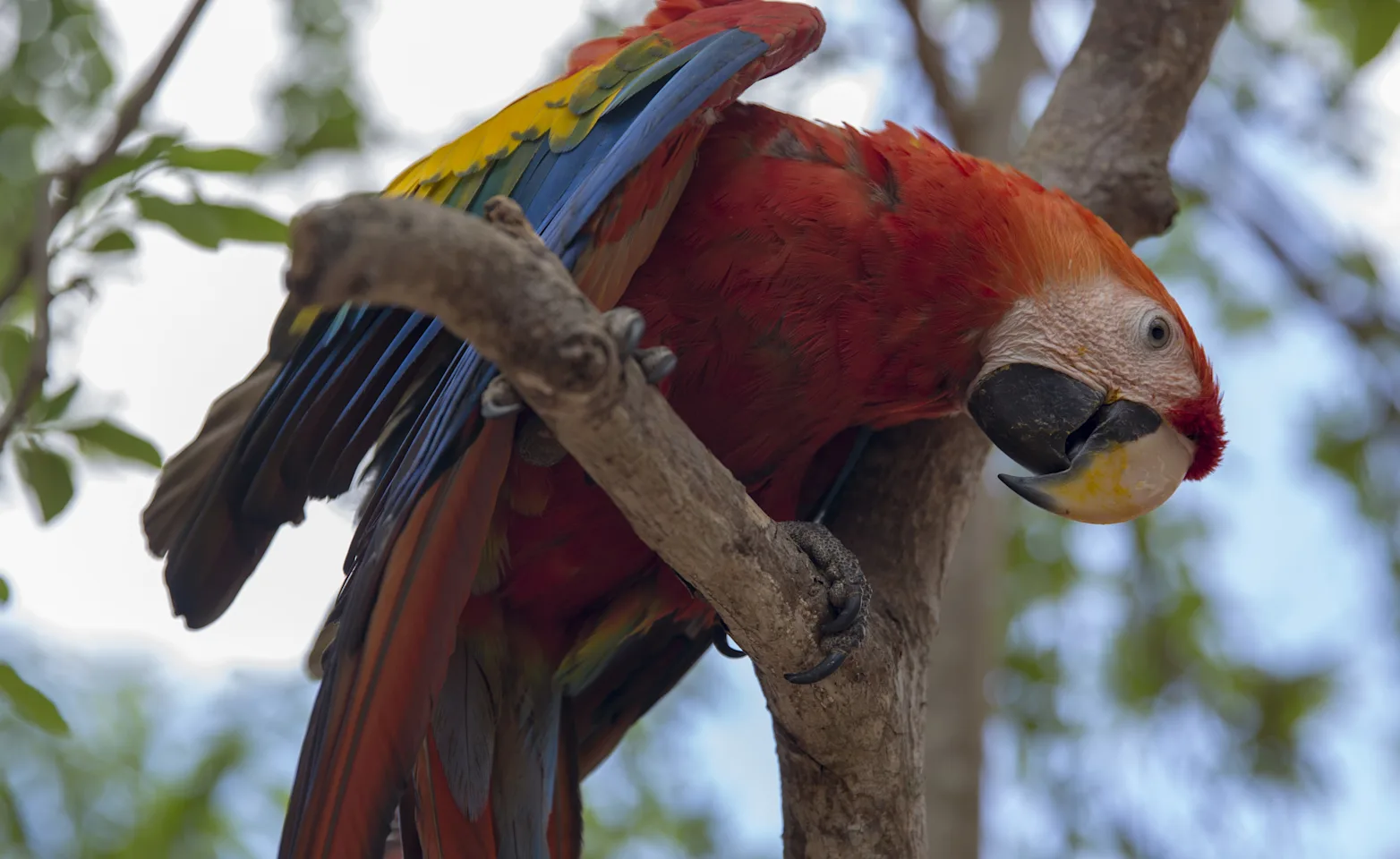Parrot sitting on a branch and looking down Parrot sitting on a branch and looking down