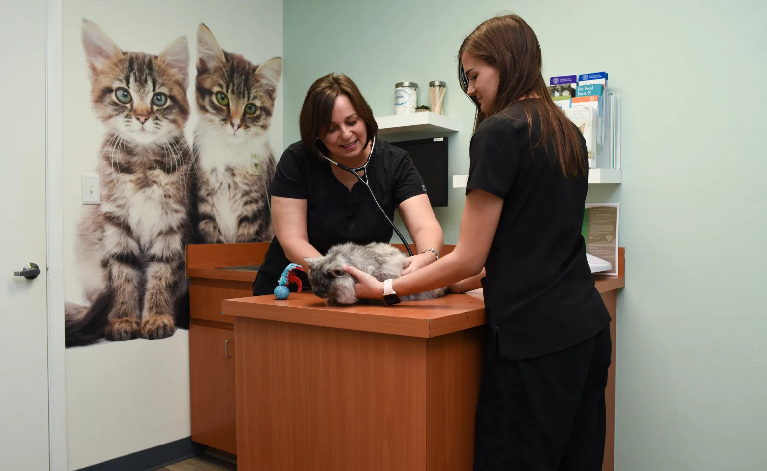 Cat receiving an exam from the Best Friends Animal Hospital staff
