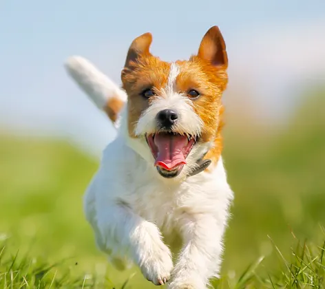 Dog running Dog running