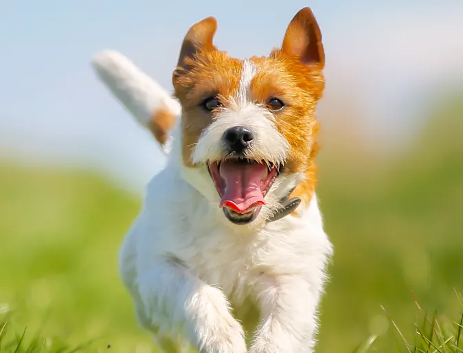 Dog running Dog running