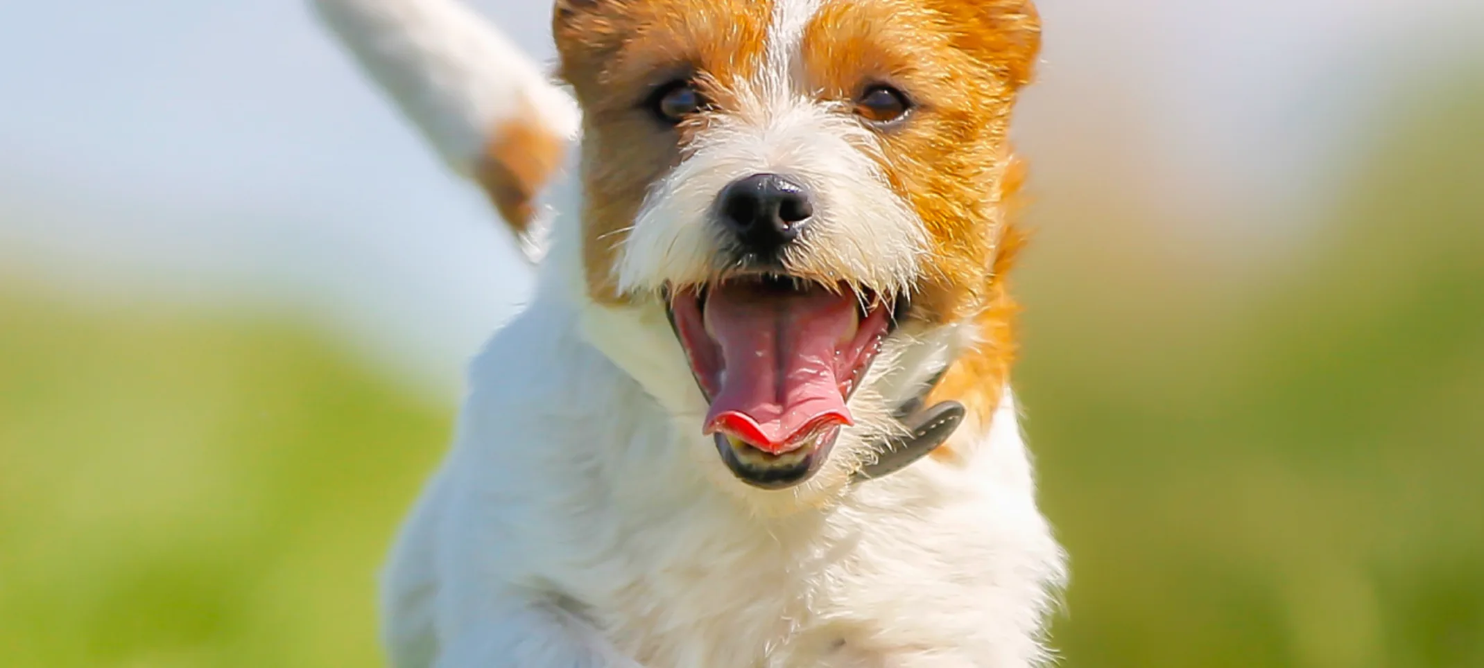 Dog running 