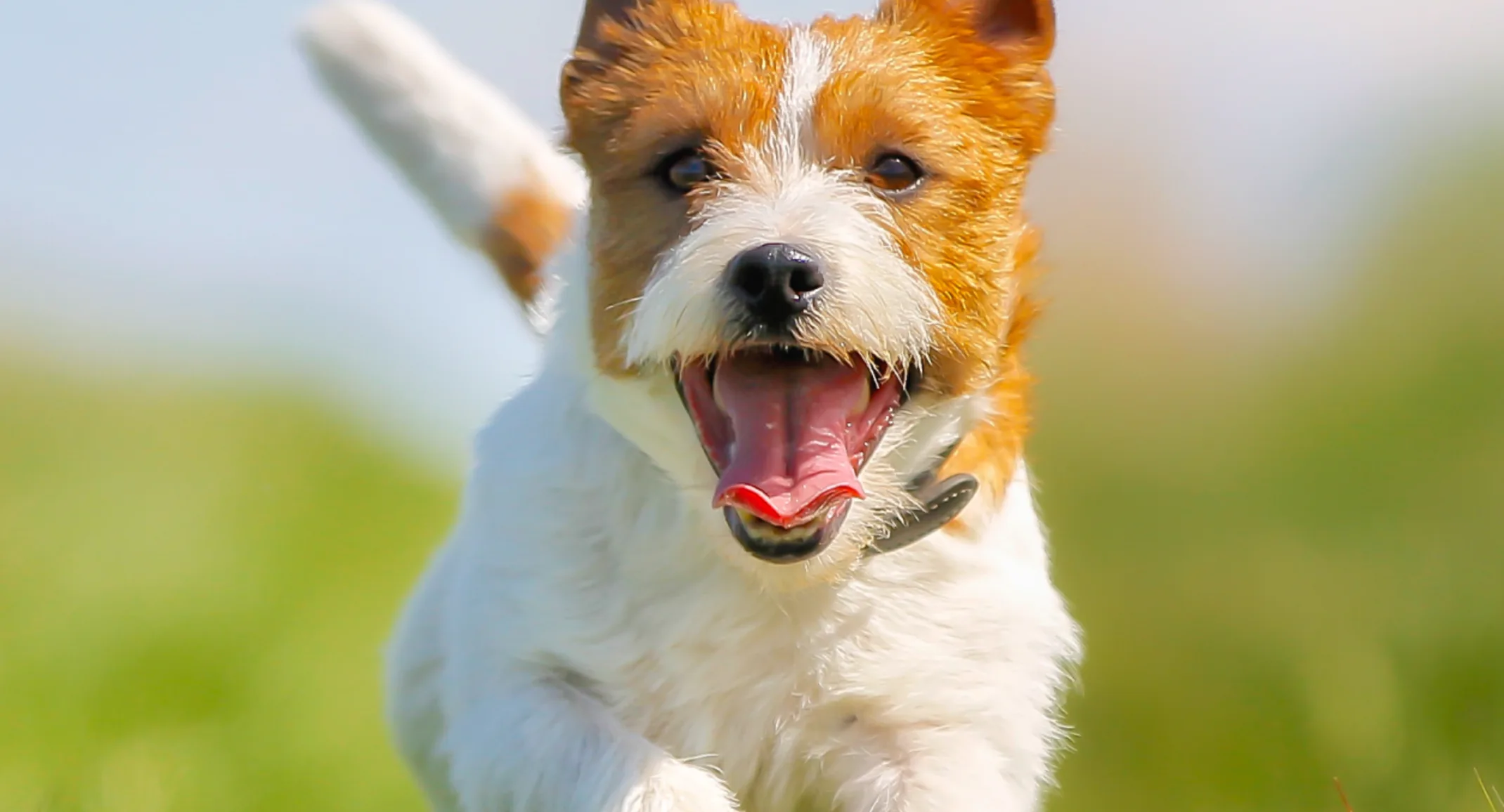 Dog running Dog running