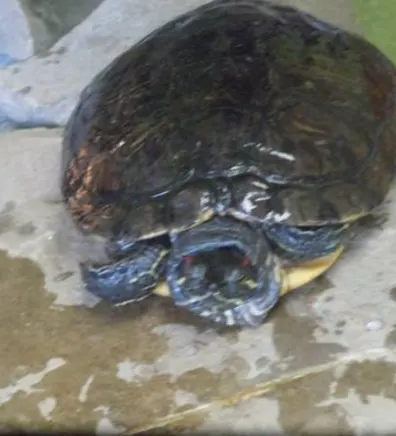 Shelley the turtle Shelley the turtle