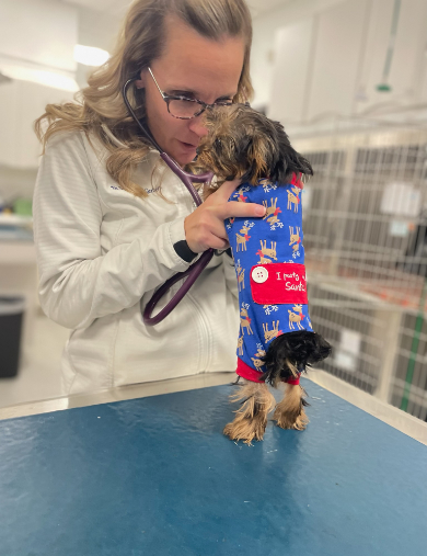 Dr. Gerbers examining a small dog