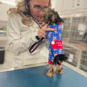 Dr. Gerbers examining a small dog Dr. Gerbers examining a small dog
