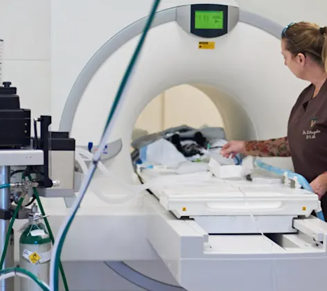 Veterinarian prepping CT machine Veterinarian prepping CT machine