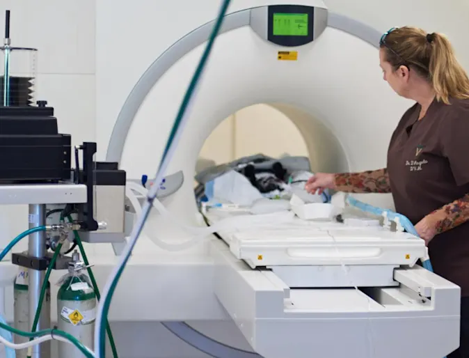 Veterinarian prepping CT machine Veterinarian prepping CT machine