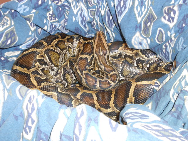 Snake all wrapped in a blanket