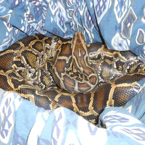 Snake all wrapped in a blanket