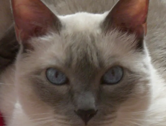 Close up of Misty Close up of Misty