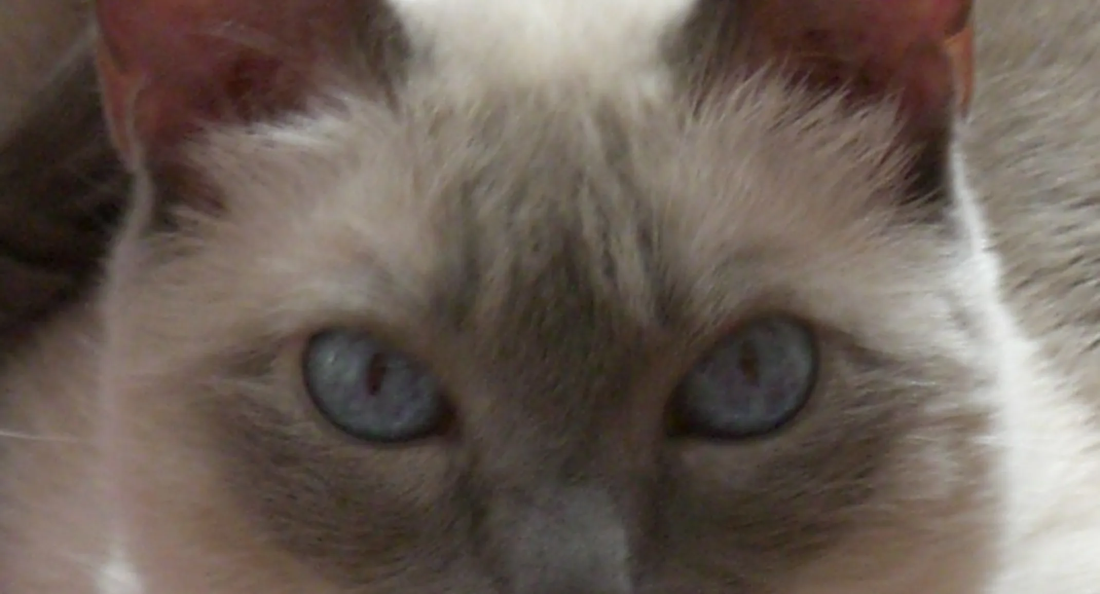 Close up of Misty Close up of Misty
