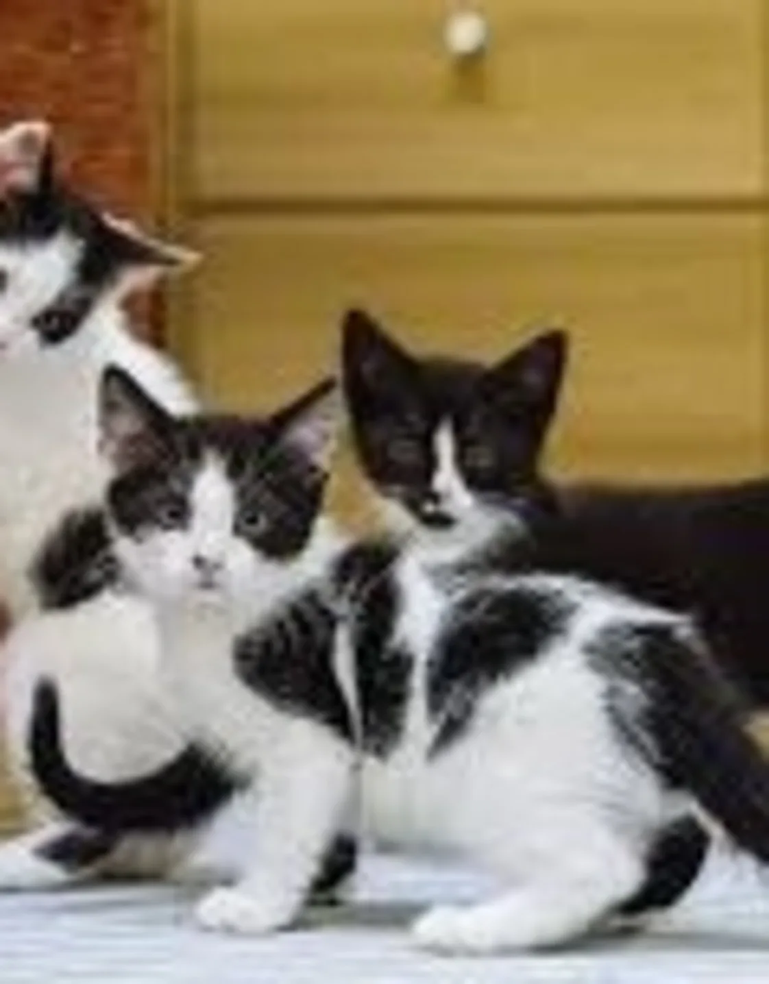 Dr. Alexis Schultz Dr. Alexis Schultz