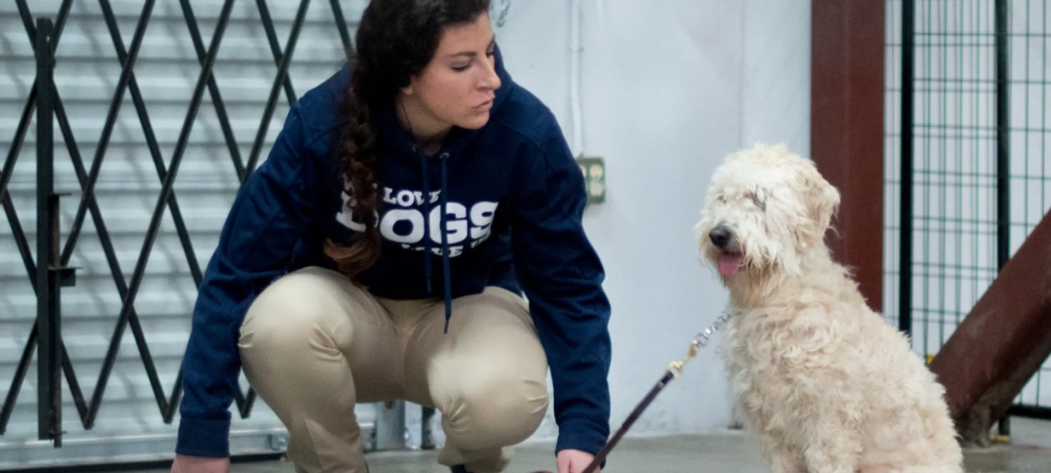 Dog Being Trained by Staff Dog Being Trained by Staff