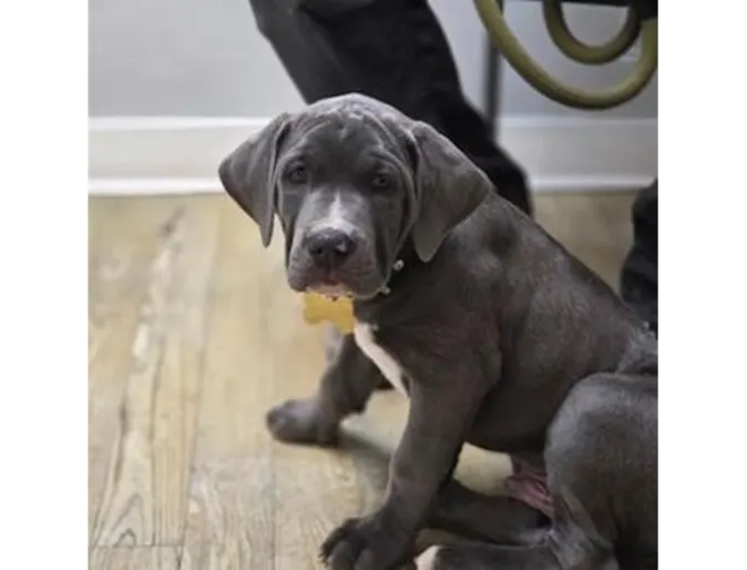Three puppies playing. Three puppies playing.