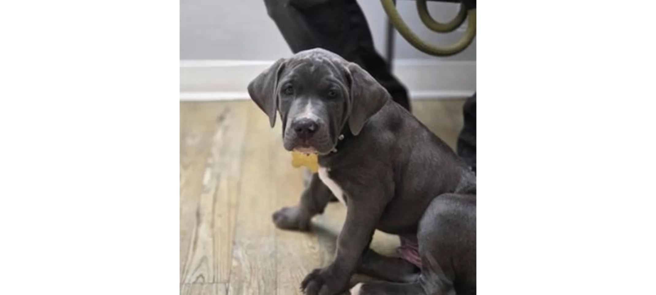 Three puppies playing. Three puppies playing.