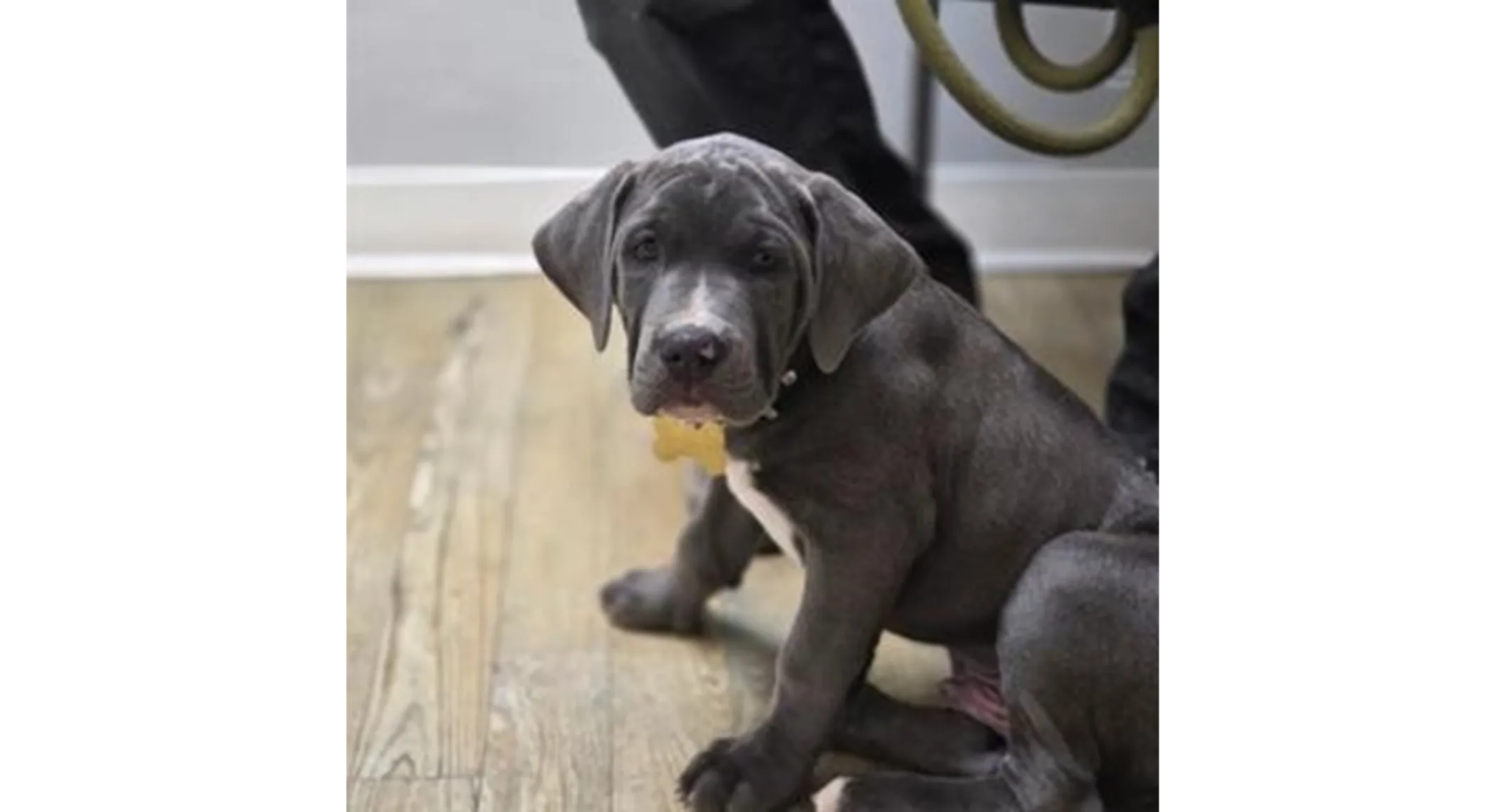 Three puppies playing. Three puppies playing.