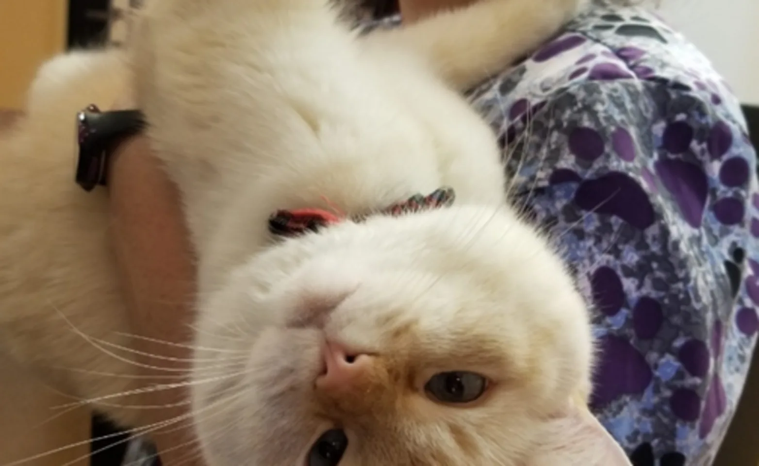 cat being carried by vet cat being carried by vet