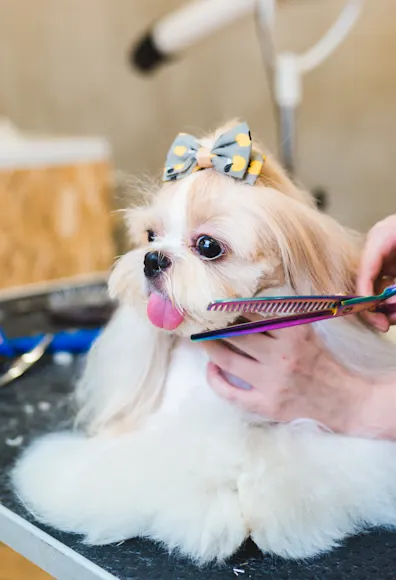 Long haired Yorkshire Terrier getting groomed and cut by female groomer. Long haired Yorkshire Terrier getting groomed and cut by female groomer.