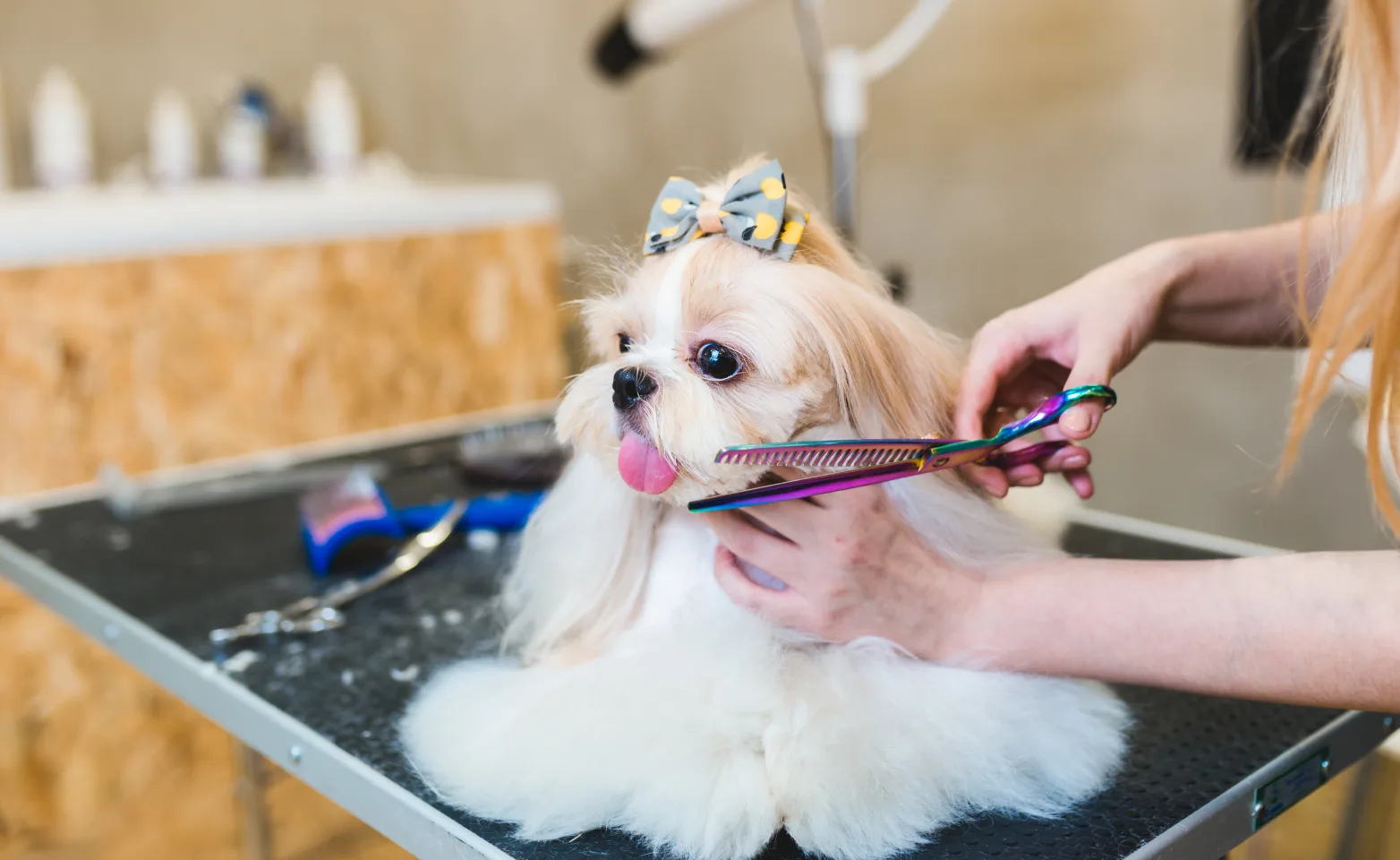 Long haired Yorkshire Terrier getting groomed and cut by female groomer. 