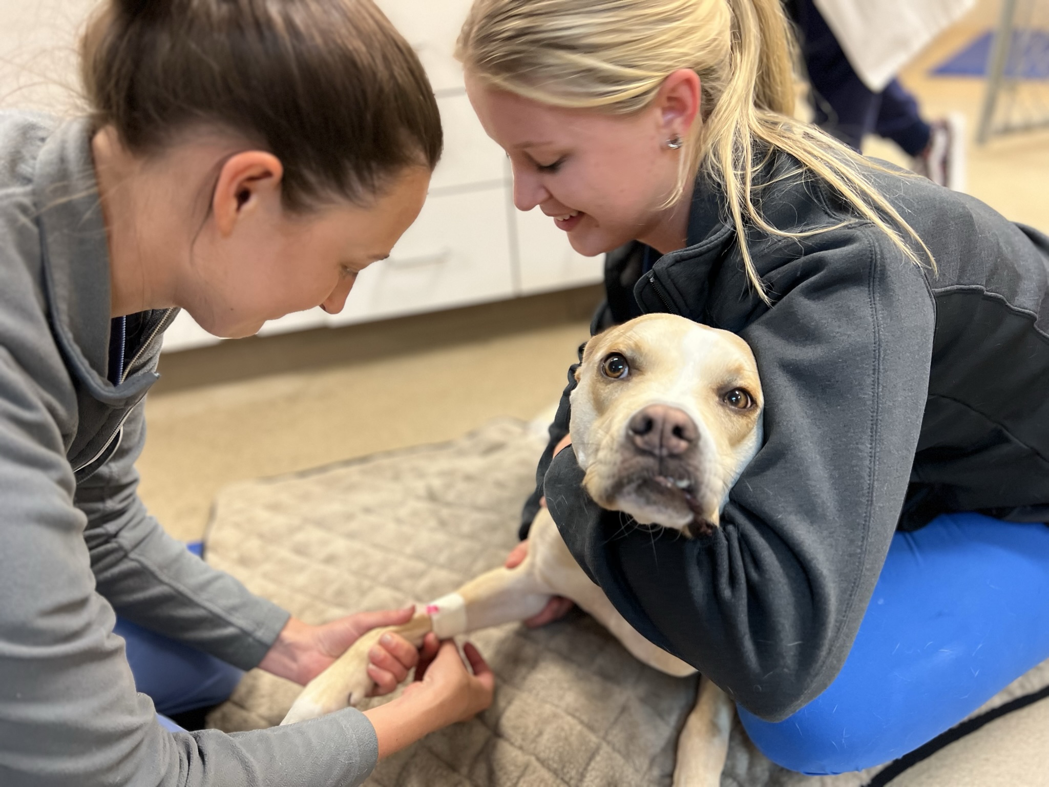 A pitbull is being checked by veterinarians.