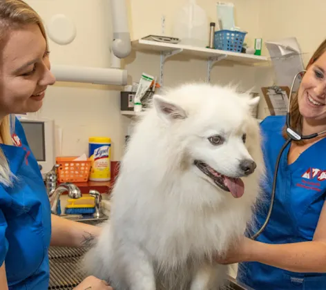 Two staff members diagnosing a white dog at The Animalife Veterinary Center at Eagle Creek