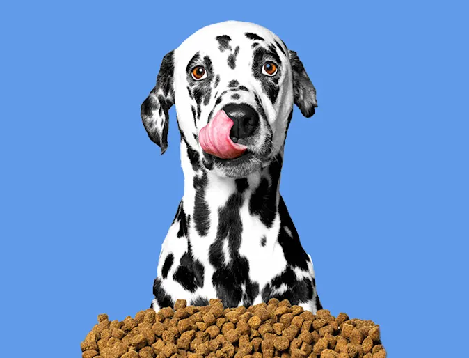 dalmatian with food on blue background dalmatian with food on blue background