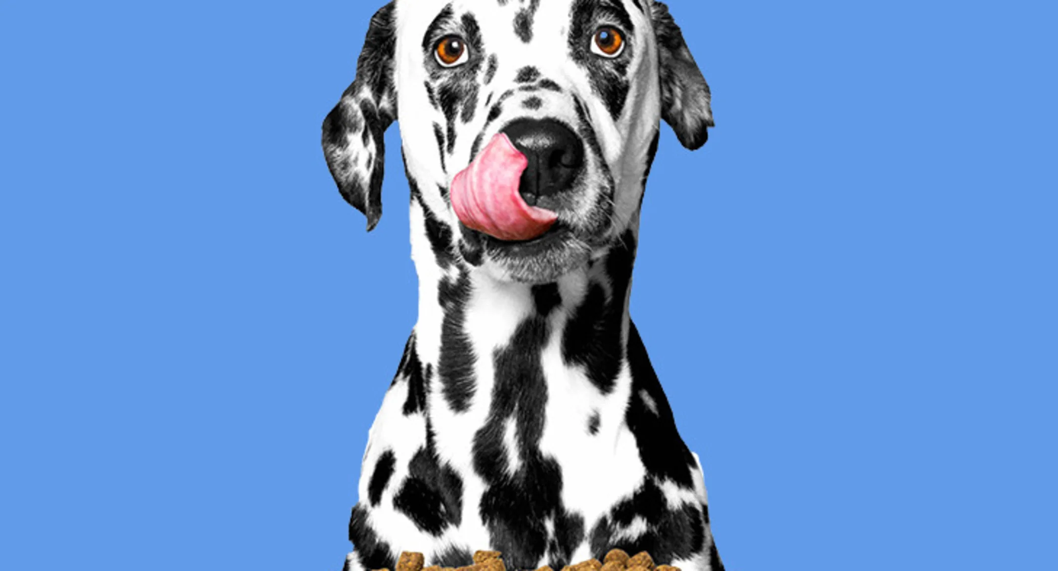 dalmatian with food on blue background dalmatian with food on blue background