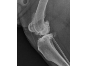 Radiograph of a canine stifle (knee joint) with advanced arthritis. Same dog as in figure 1, opposite stifle.
