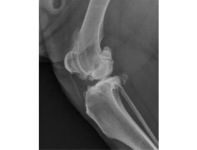 Radiograph of a canine stifle (knee joint) with advanced arthritis. Same dog as in figure 1, opposite stifle. Radiograph of a canine stifle (knee joint) with advanced arthritis. Same dog as in figure 1, opposite stifle.