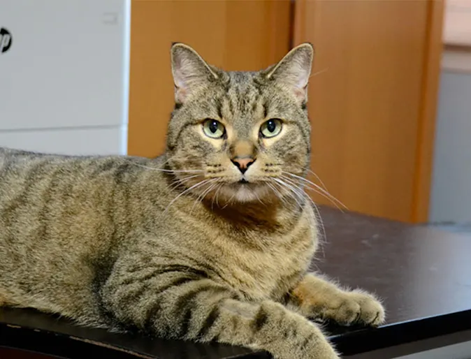 Monty the Cat at Blue Cross Animal Hospital Monty the Cat at Blue Cross Animal Hospital