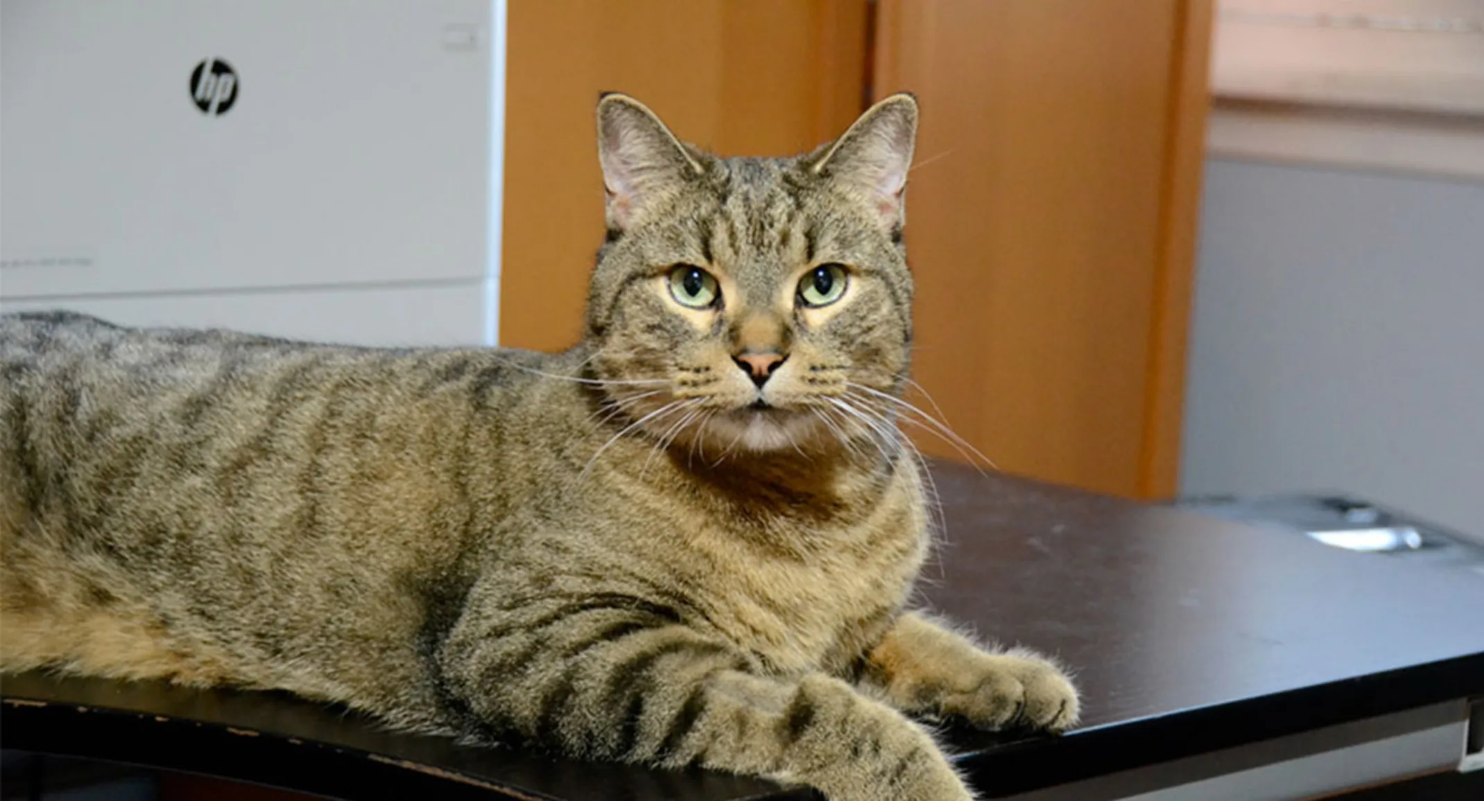 Monty the Cat at Blue Cross Animal Hospital Monty the Cat at Blue Cross Animal Hospital