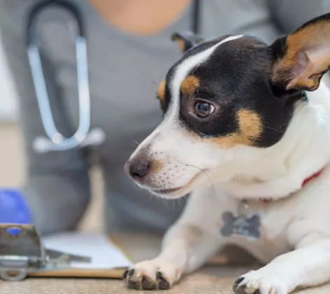 Veterinarian taking notes next to a dog Veterinarian taking notes next to a dog