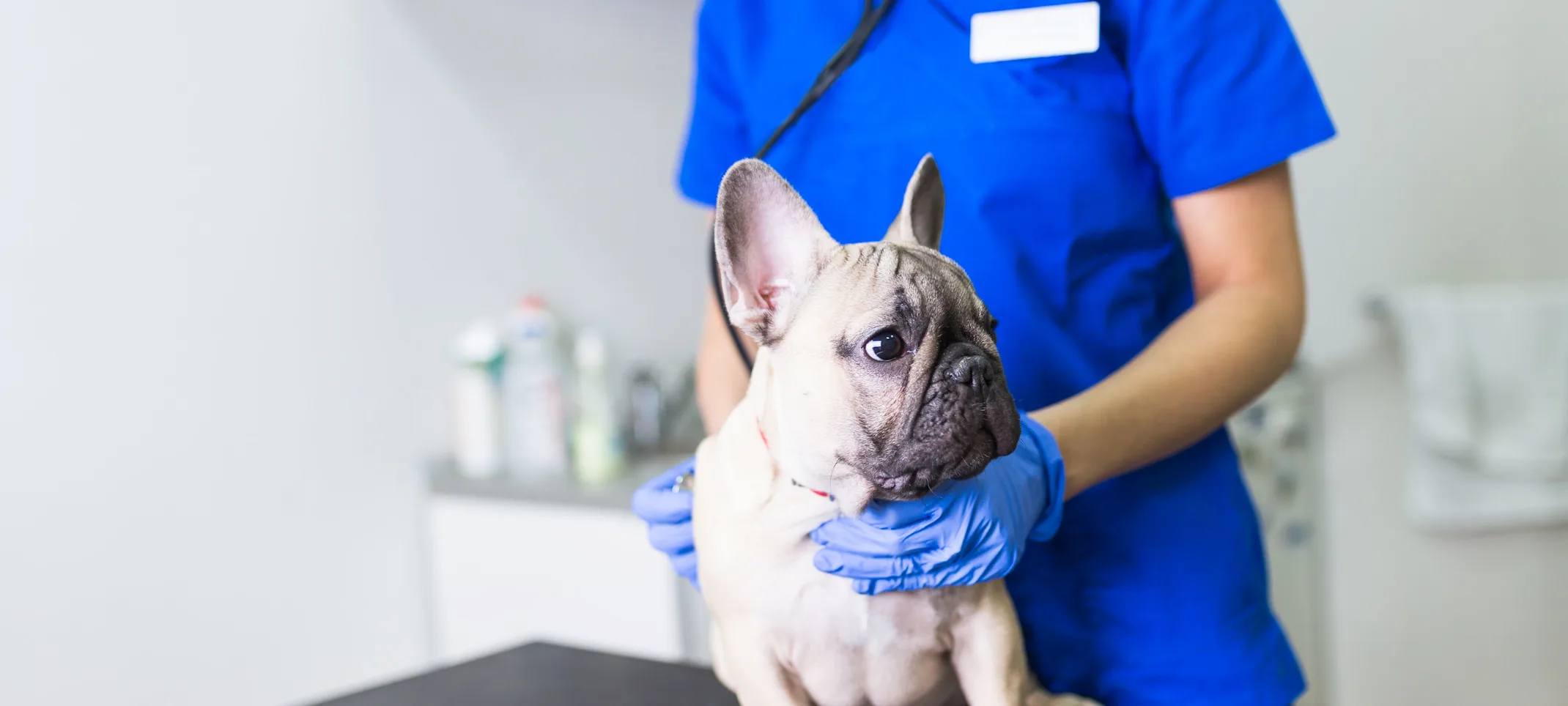 vet holding frenchie vet holding frenchie