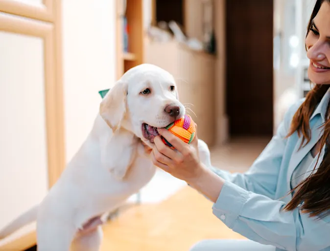 Dog playing