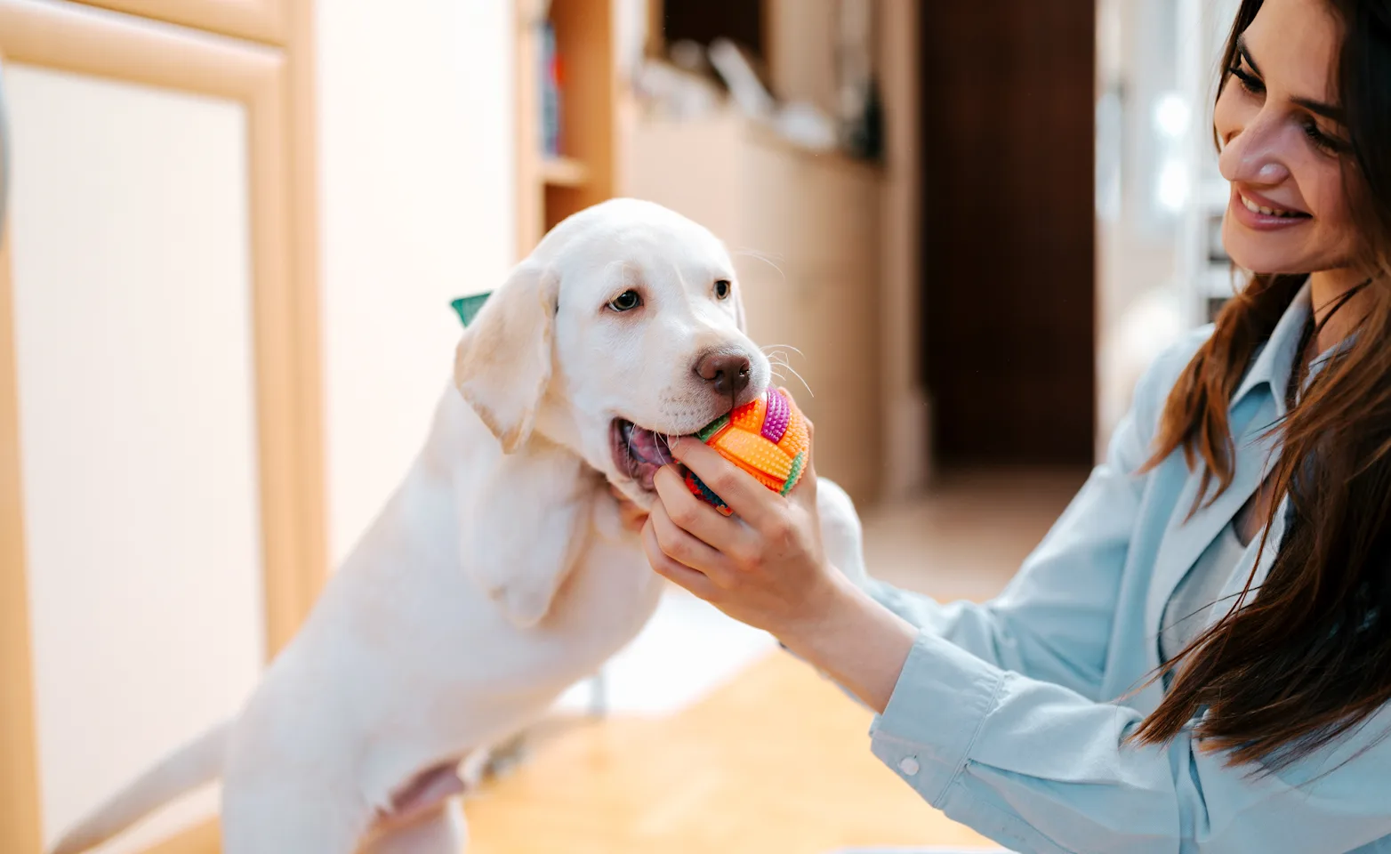 Dog playing