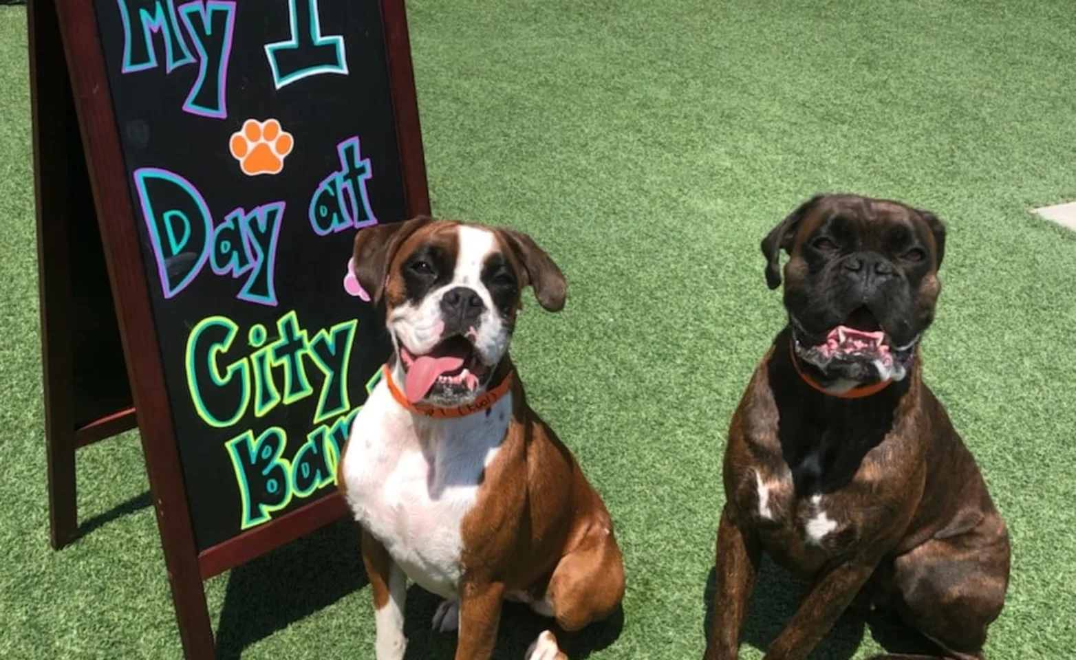 Two smiling dogs with their tongues out.