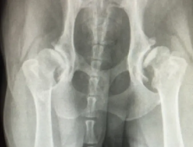 Osteoarthritis at Veterinary Emergency and Referral Hospital of West Toronto Osteoarthritis at Veterinary Emergency and Referral Hospital of West Toronto