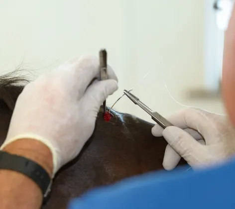 Horse veterinarian stitching a bite wound on the withers of a bay thoroughbred